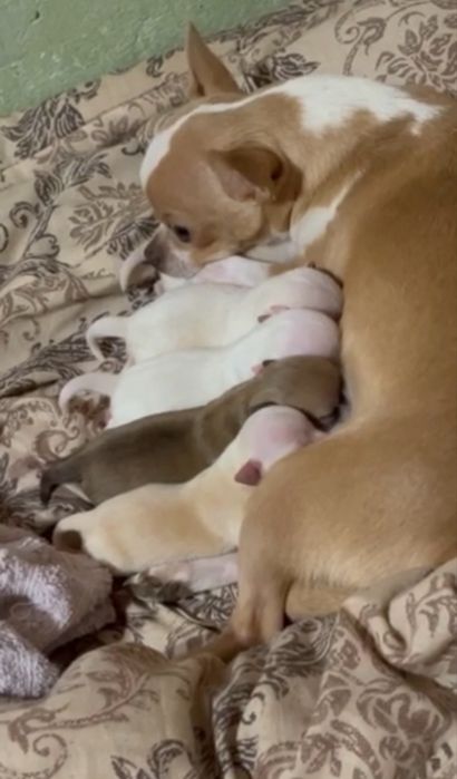 Мини чихуахуа…….