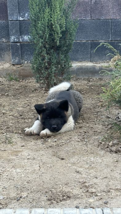 Щенки Американской акиты