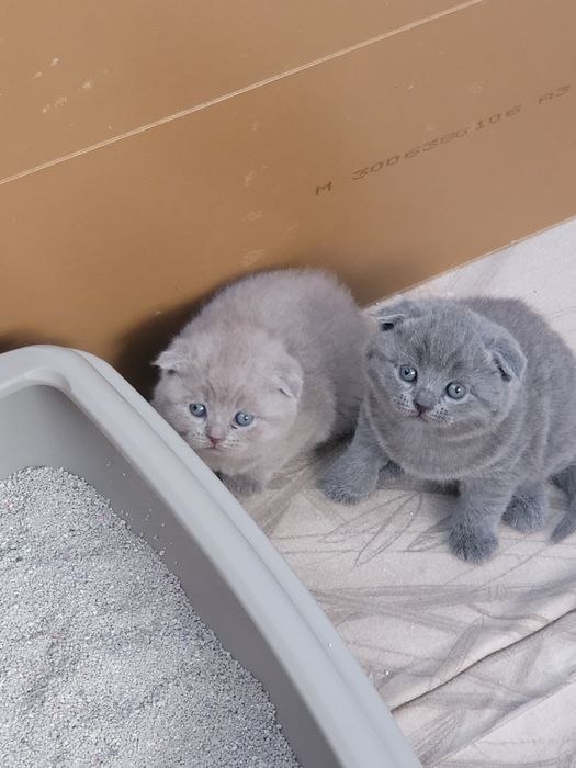 Шотландски клепоухи котета на 2 месеца