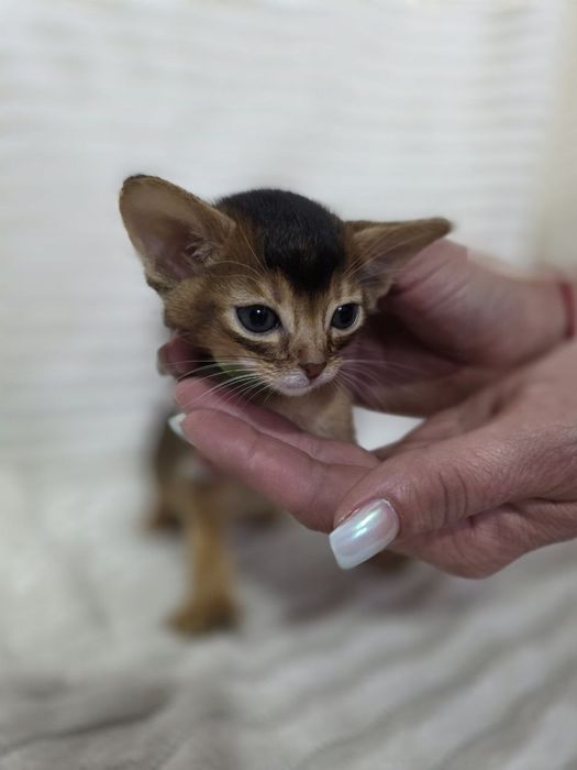 Абиссинские котята
