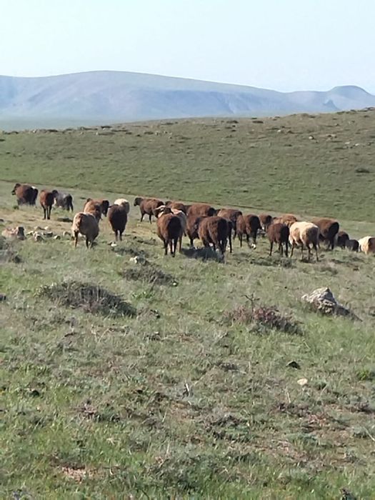 Саулық тоқты сатылады бағасы келісіммен