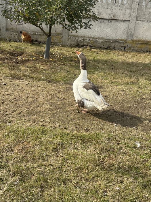 Vand gaste si rate lesesti