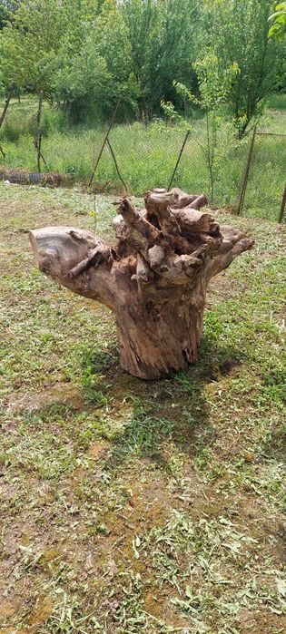 Vand rădăcină de Nuc