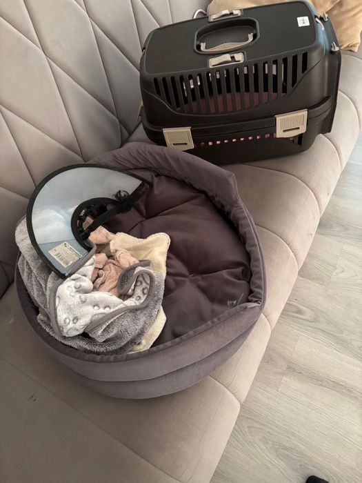 Щенок шпиц 4 месяца мальчик