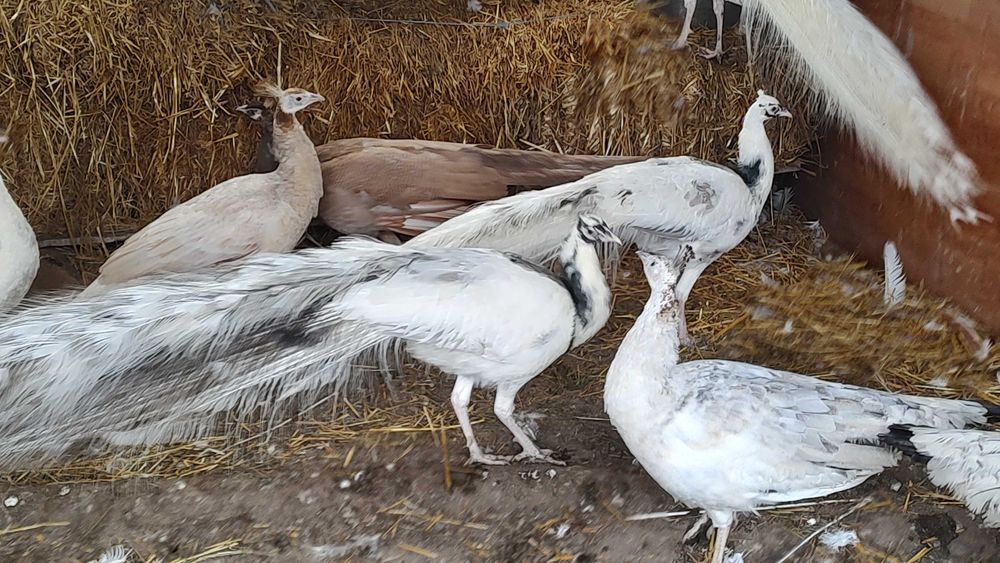 Păuni pt pretențioși!!!