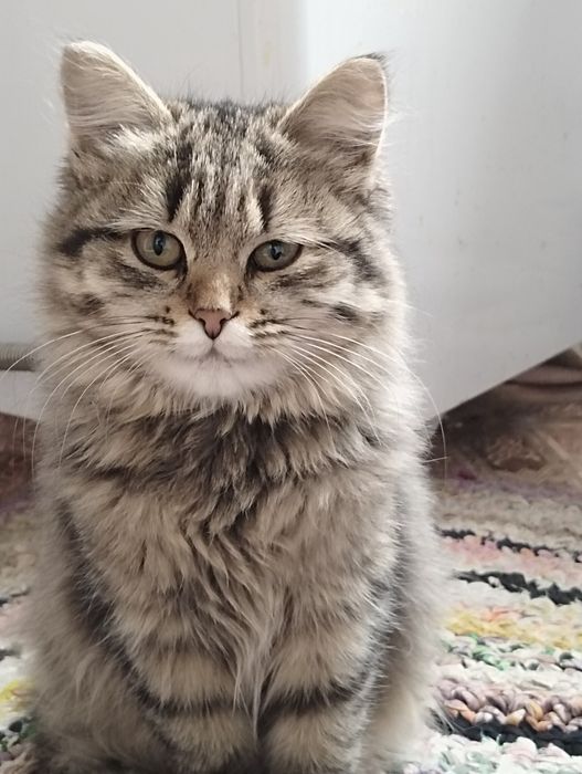 Отдам добрые руки кошку