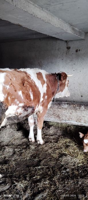 Vând vacă și vițcă