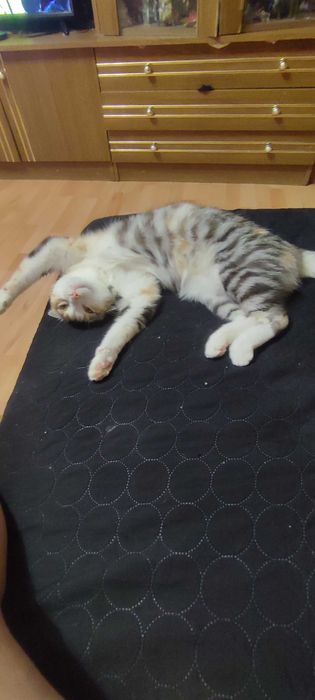 Подарявам котка на 8 години има паспорт всички ваксини