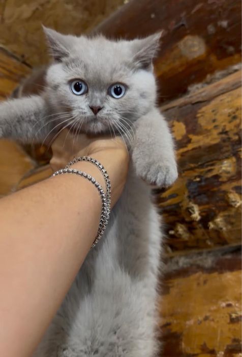 Британский котенок из элитного питомника