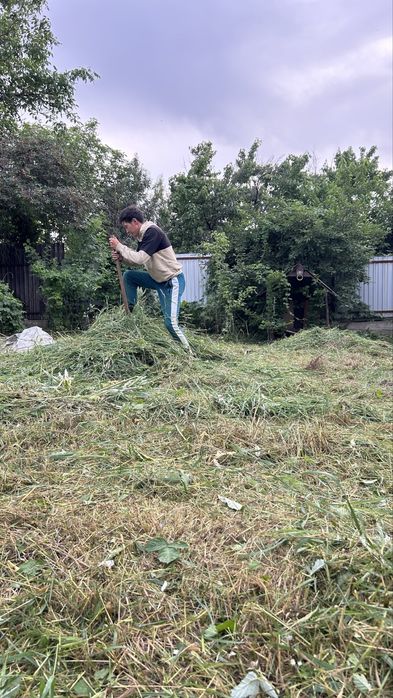 Покос травы шоп шабамыз