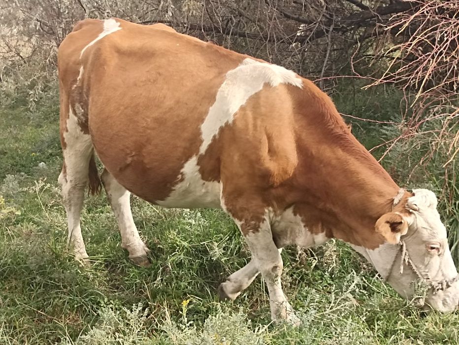 Сименталь сиырлары сатылады