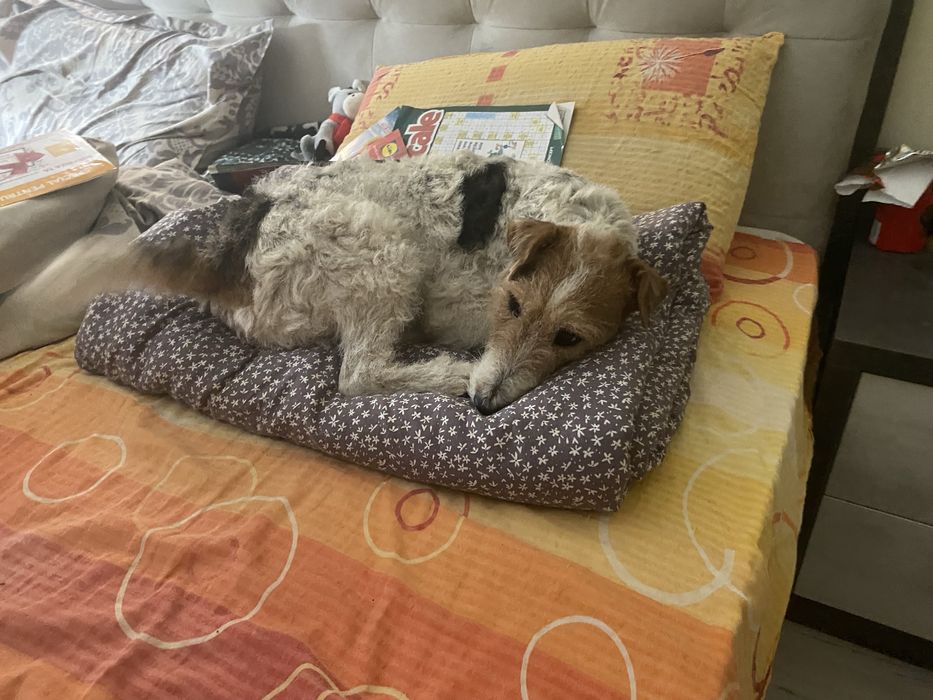 Pet Sitter – bonă pentru pisici sau caini [Arad)