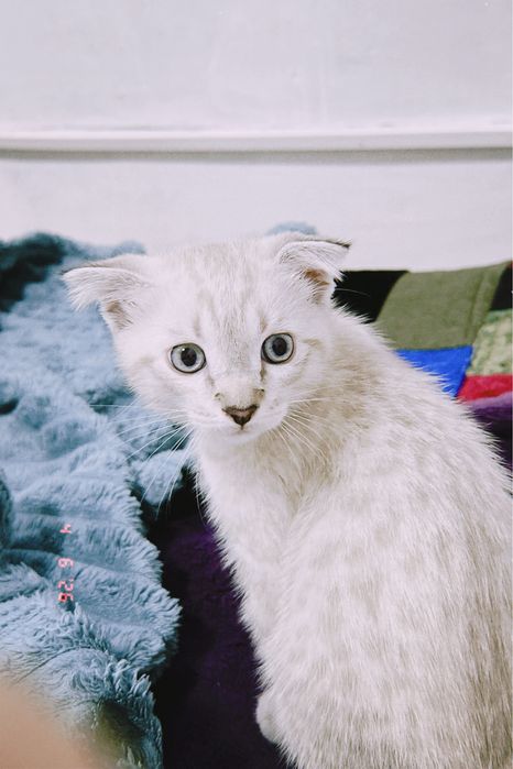 Шотландкий котята