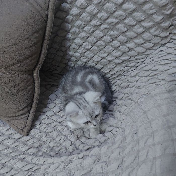 Мушук боласи сотилади