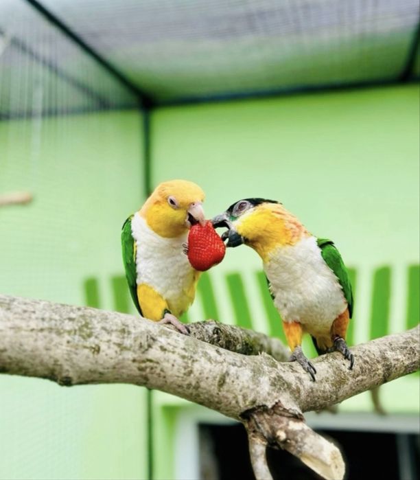 Vând pereche papagali caique
