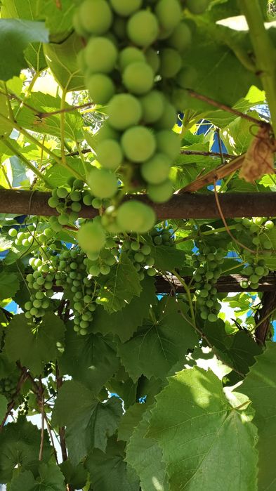 Продам Дачу за теплым каналом