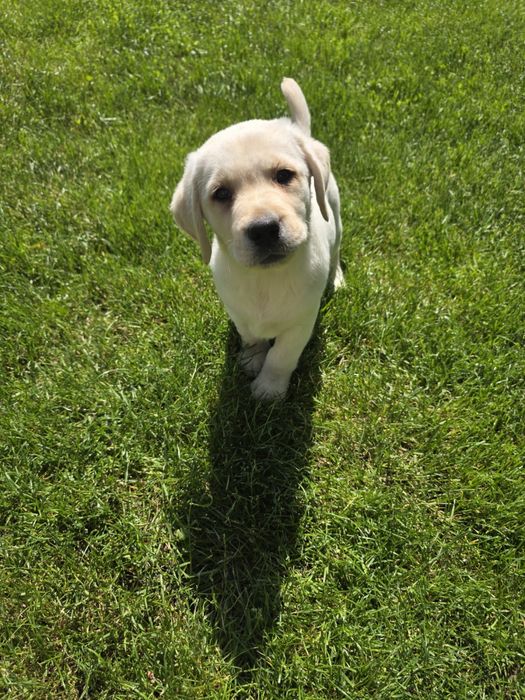 Labrador Retriver