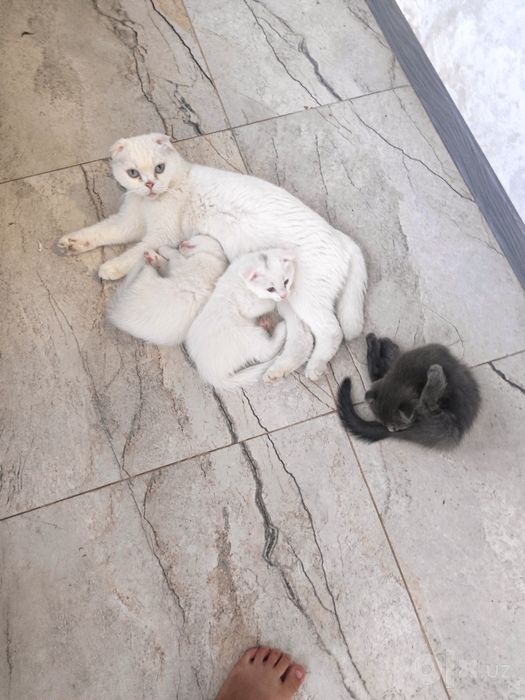 Продаются котята британские вислоухие