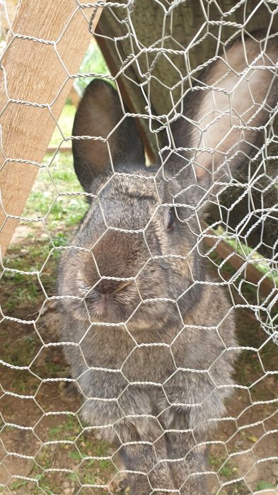 Urias german din parinti atent selectati