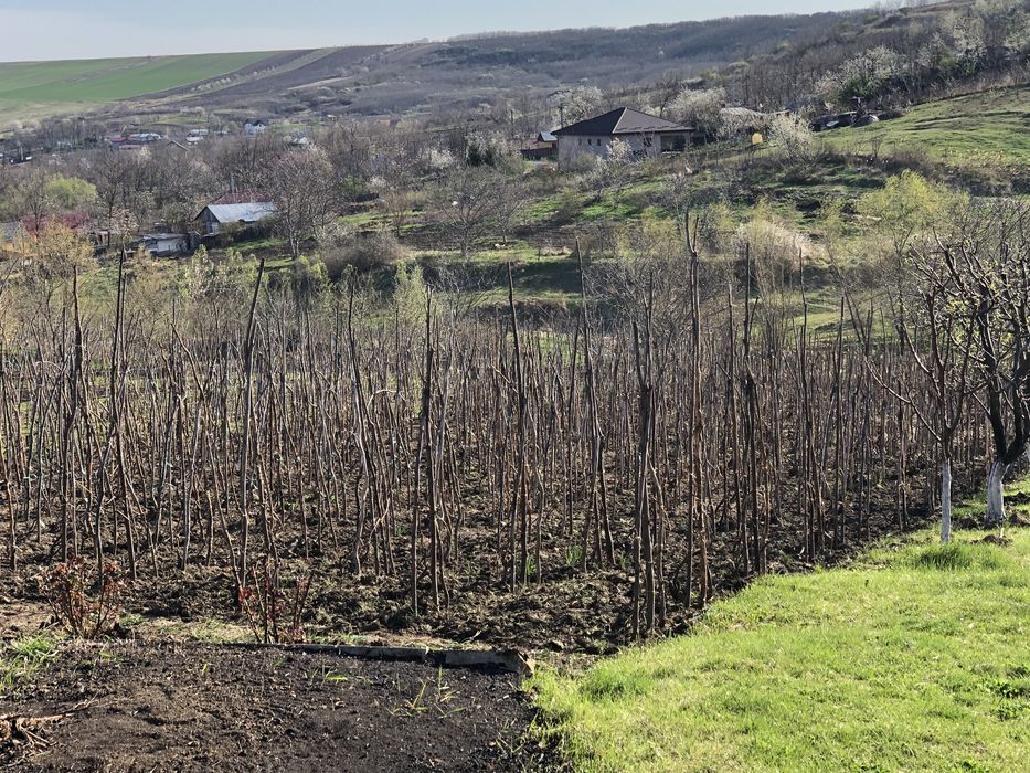 Teren Miroslava-Sat Vorovesti(gaz-curent-asfalt-apa)-INTRAVILAN-