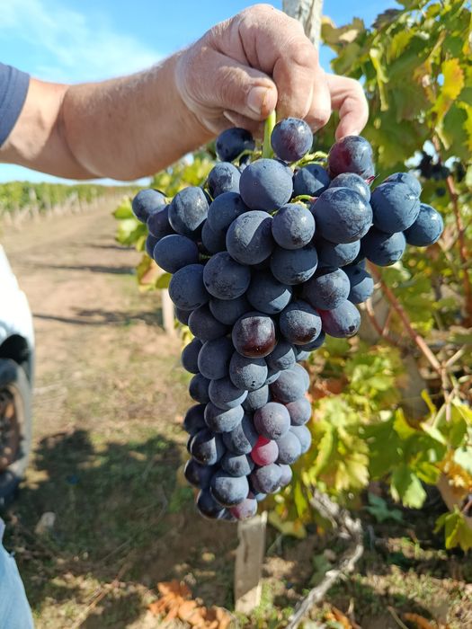 Продава се Земеделски имот в Пловдив, Младежки Хълм -  кв.м за 2295 €/дка - Снимка #1