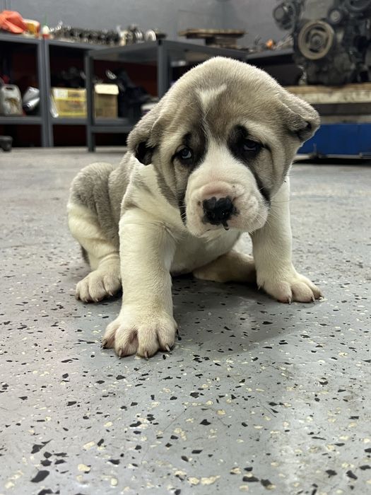 Щенки среднеазиатской овчарки 1 месяц