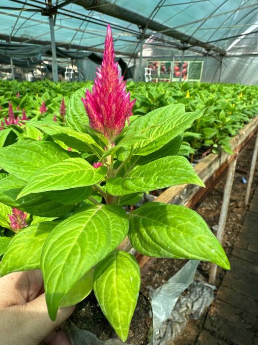 Celosia Plumosa / Gul toji / Гул тожи