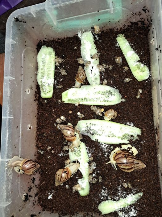 Улитка тоза сотилади