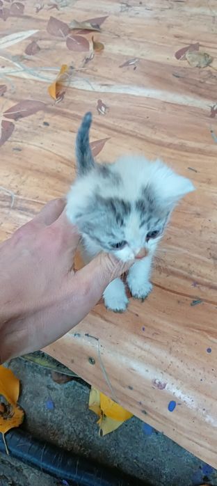 Отдам котят в добрые руки