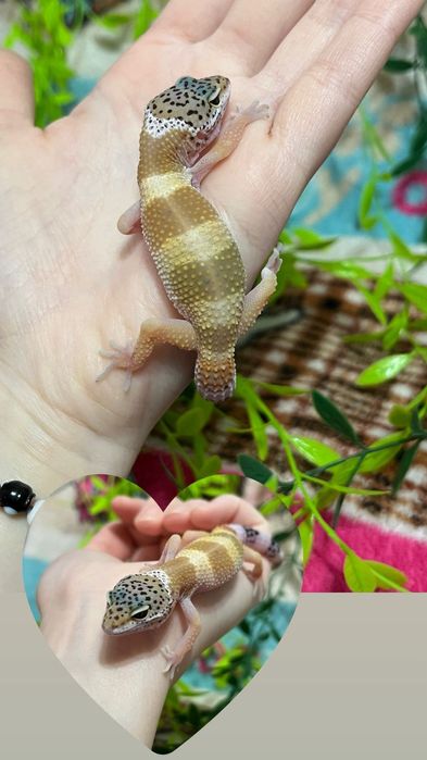 Гекконы эублефары (ящерица)