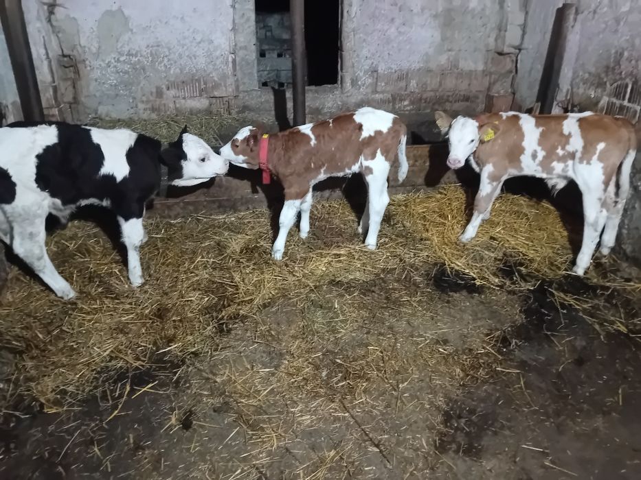 Vând 2 tăurași si o vițea  4-2-1- săptămâni