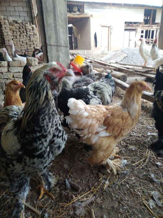 Продаются домашние куры