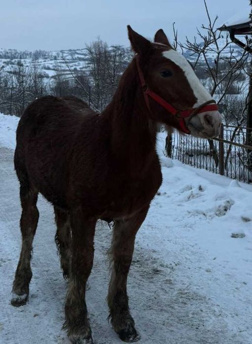 De vânzare ,mânz 7 luni.Reghin .