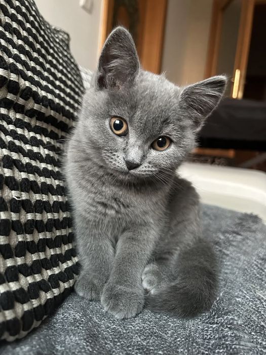 Котенок мальчик 3 месяца