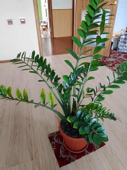 Продам долларовое дерево