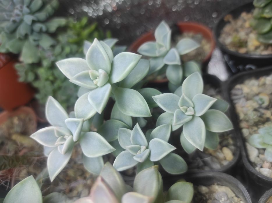 Неприхотливые суккуленты