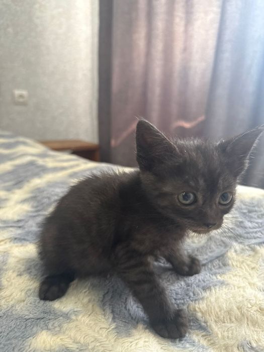 Котята в хорошие руки