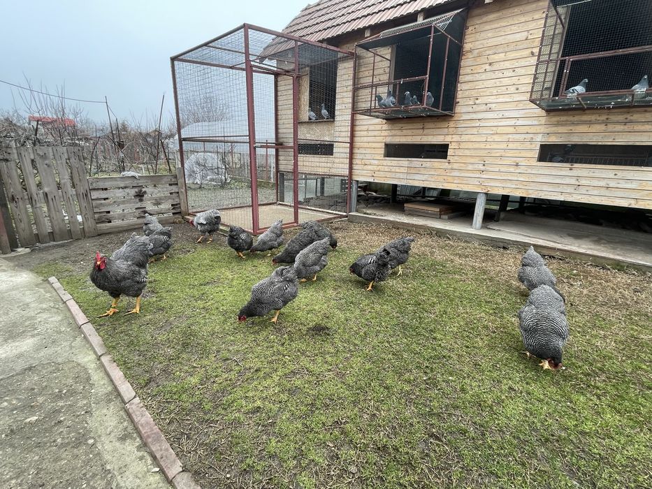 Vand ouă Plymouth Rock Barat