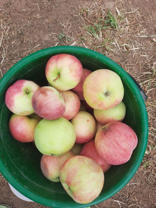 Продам дачу со Агротехснаб