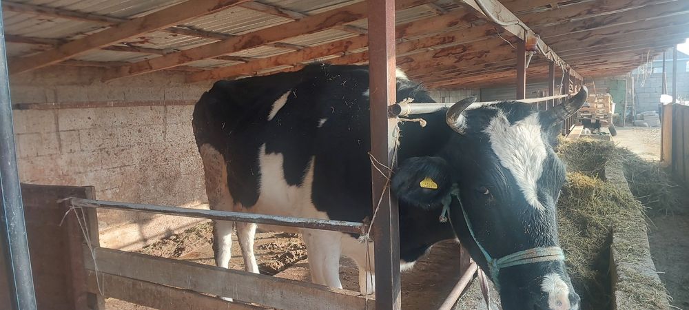 Сауынды сиыр сатылады