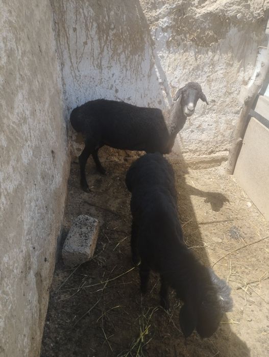 Ona bola qoʻylar sotiladi