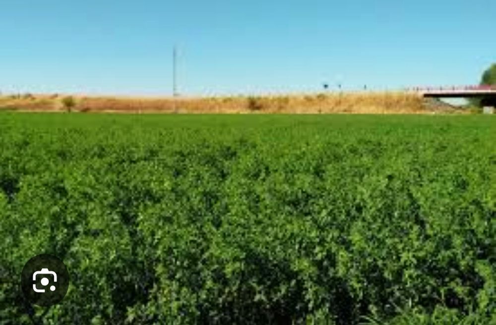 BEDA sotaman! Kelishilgan narxlarda!  Srochniy!