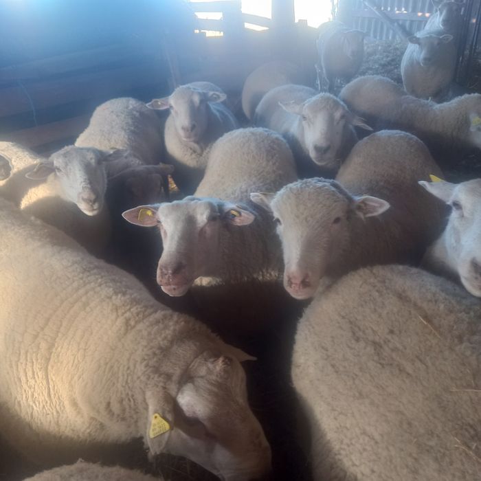 Oi texel de tinut de vanzare