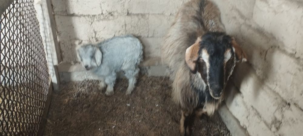 Лақты ешкі сатылады