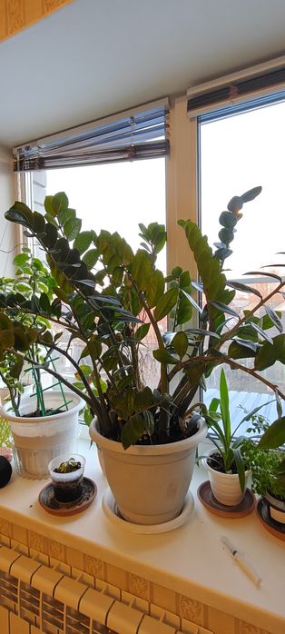 Продам долларовое дерево