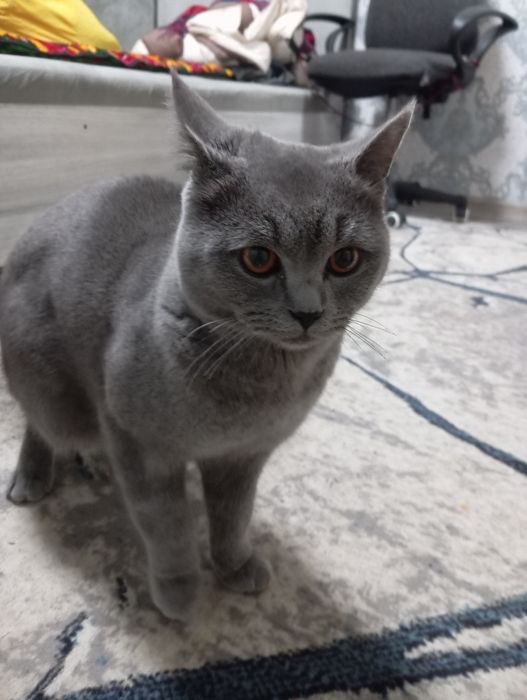 Хочу продать кошку