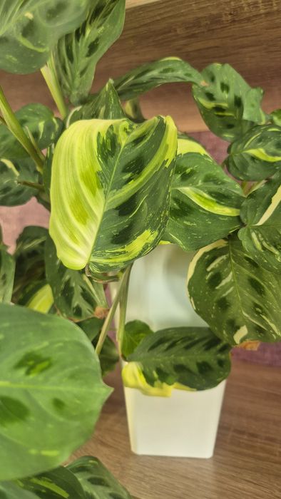 Маранта Fiesta и маранта Silver bend