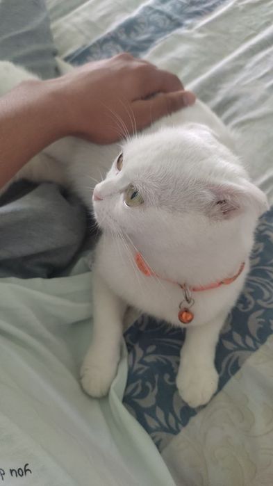 Веслаухая беременная 3месяц 200доллар