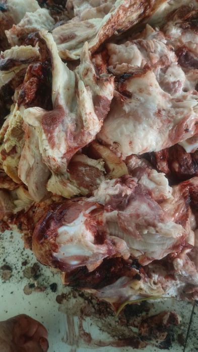 головной обрезки для собак