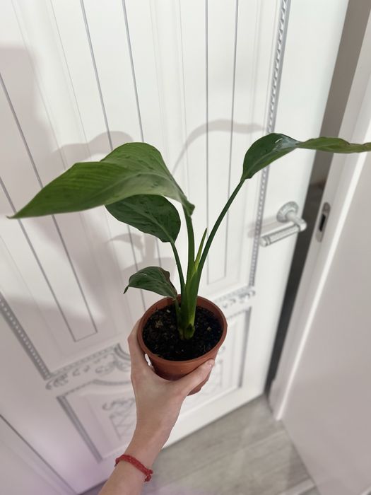 Стрелиция Николая